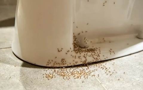 How to Get Rid of Ants in the Bathroom